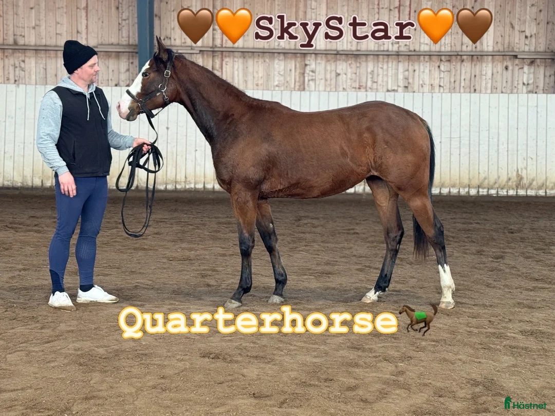 Western hästar till salu: Vackert tvåårigt sto - Annons 1