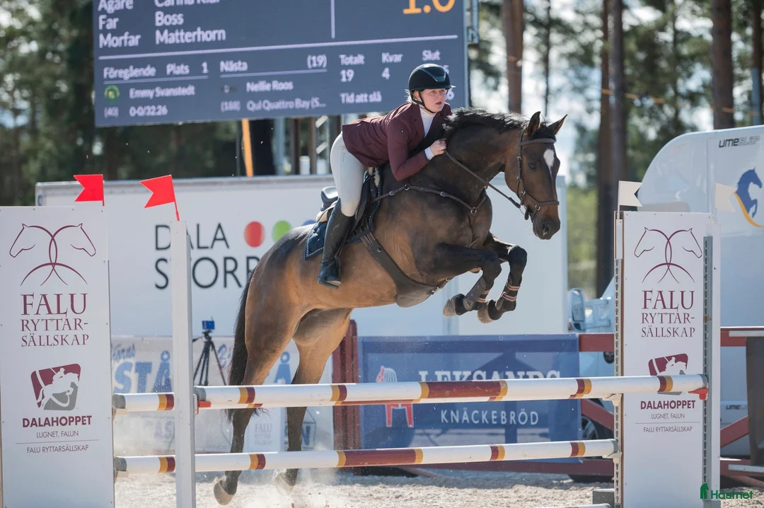 Allround hästar till salu: Lyxig allroundhäst och bästavän - Annons 2