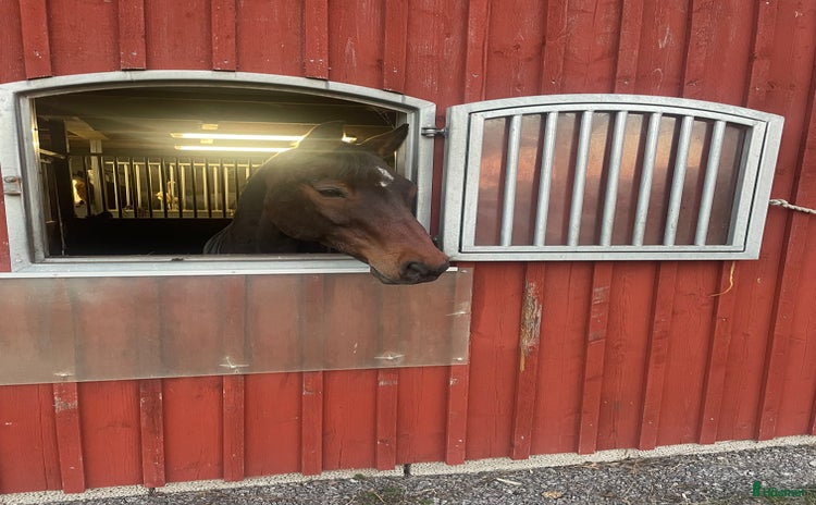  foderhäst i Kalmar - Annons 19