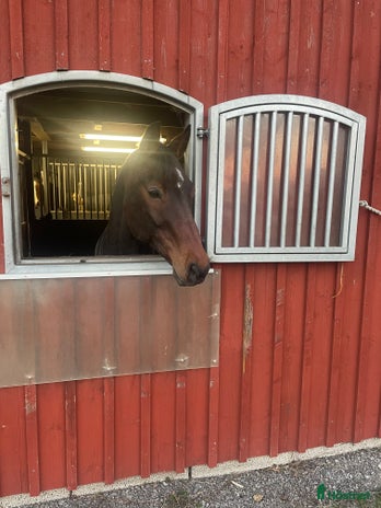 foderhäst i Kalmar - Annons 19
