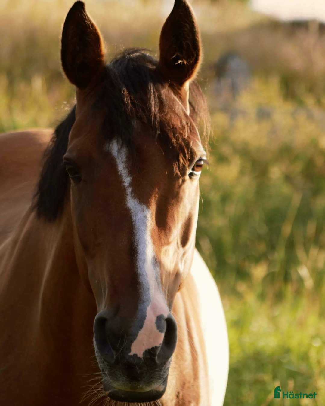  medryttarhäst finnes: Medryttare sökes - Annons 21