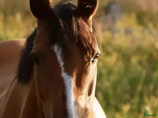 medryttarhäst finnes: Medryttare sökes - Annons 21