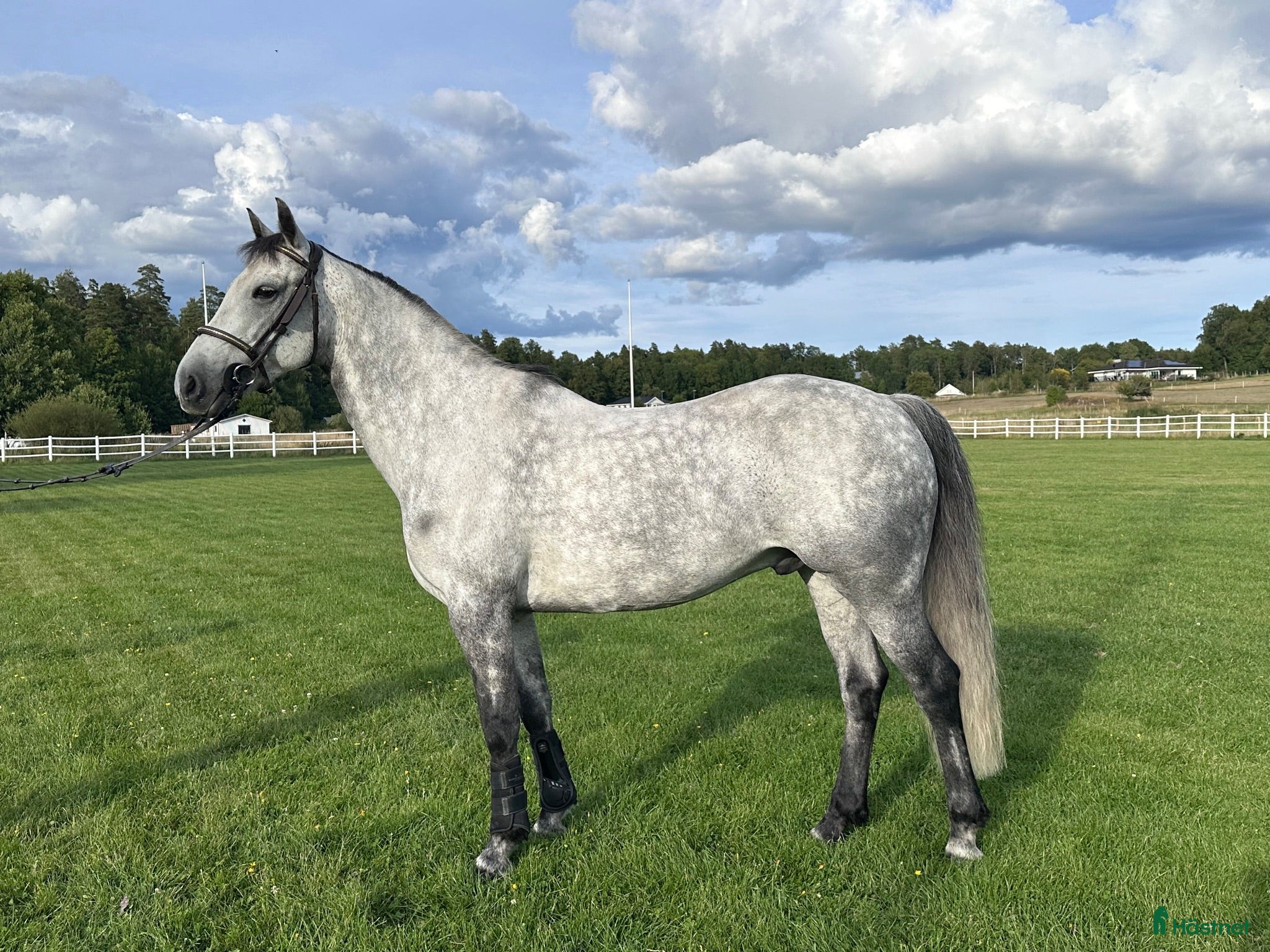 Hoppning hästar till salu: ❤️ Charlie – en ponny mycket kapacitet❤️ - Annons 1