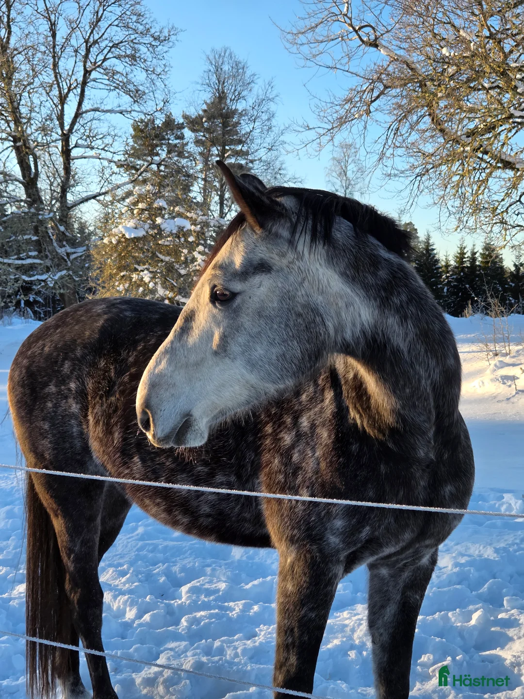 Allround hästar till salu: Arab/halvblod säljes - Annons 2