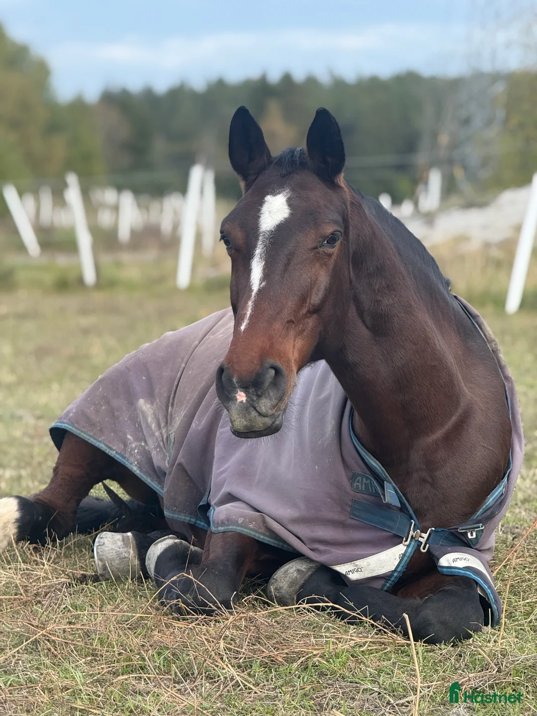 Allround hästar till salu: Världens snällaste läromästare! - Annons 2