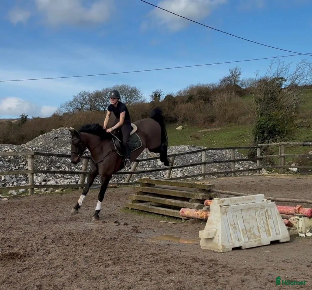 Hoppning hästar till salu: 6yo gelding 168cm - Annons 2