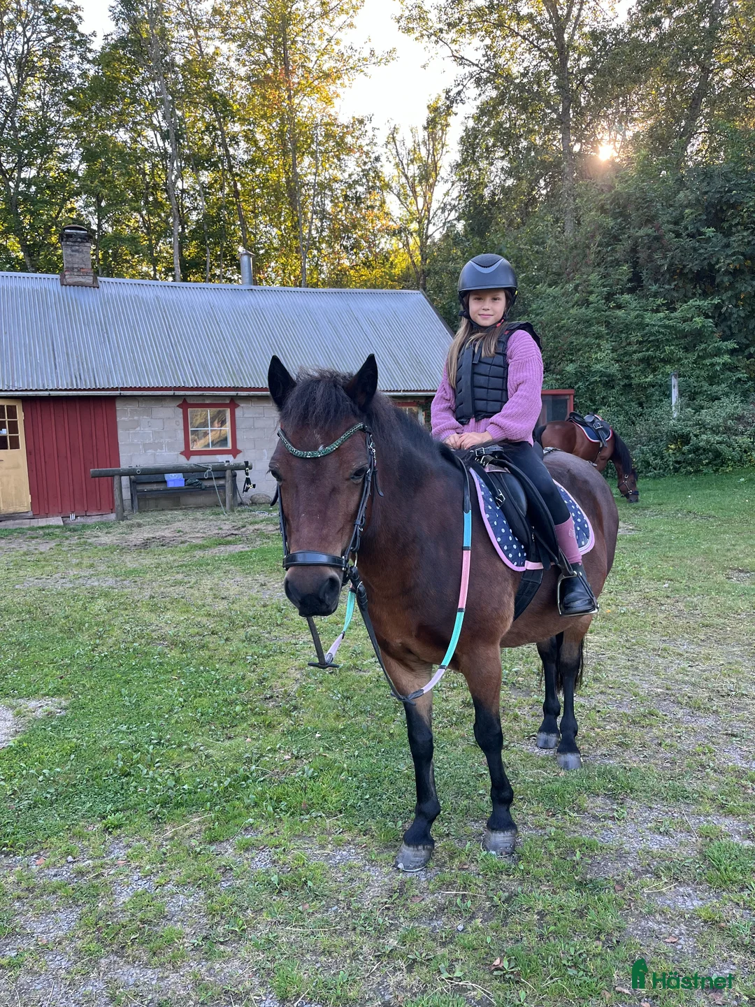 Allround hästar till salu: Trygg och snäll B ponny söker kärleksfullt hem - Annons 2