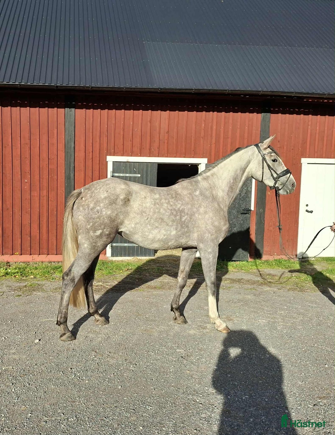 Allround hästar till salu: 3 årigt sto  i Landsbro - Annons 1