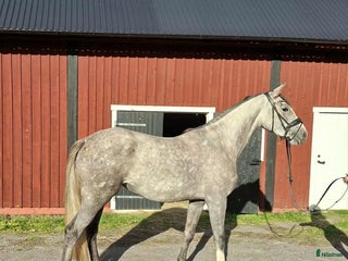 Allround hästar till salu: 3 årigt sto i Landsbro - Annons 1