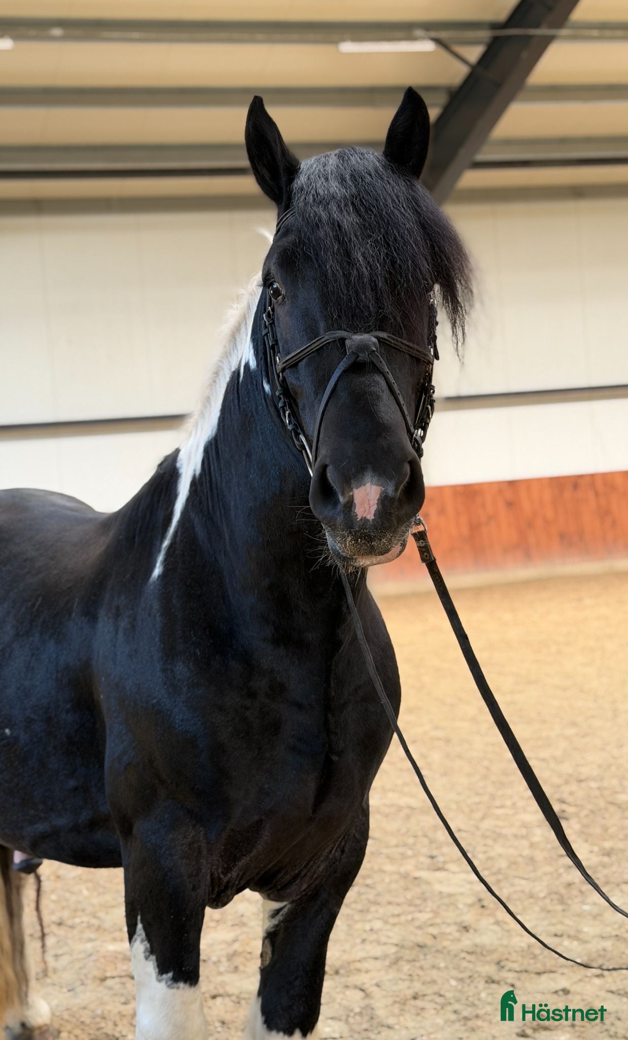  hästar Marvelous all around gelding - Annons 4