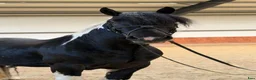 Allround hästar till salu: Marvelous all around gelding - Annons 1