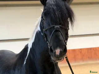 hästar Marvelous all around gelding - Annons 4