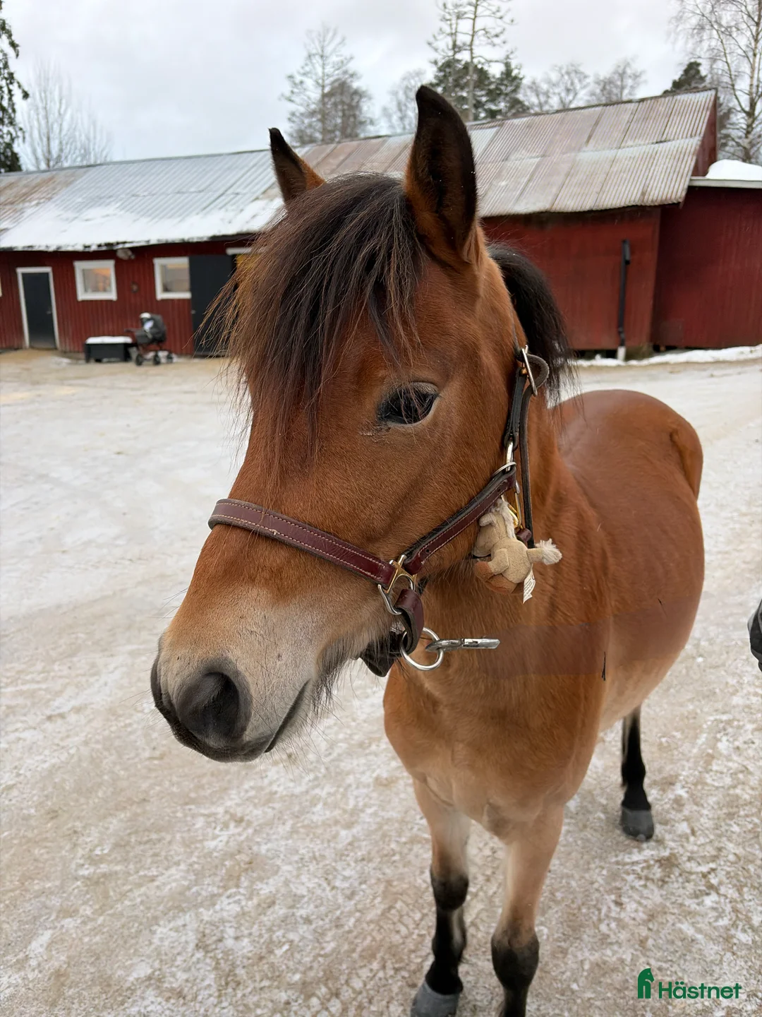 Trav hästar till salu: Superlovande gotlandsruss med travstam! i Mangskog - Annons 1