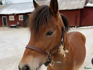 hästar Superlovande gotlandsruss med travstam! i Mangskog - Annons 4
