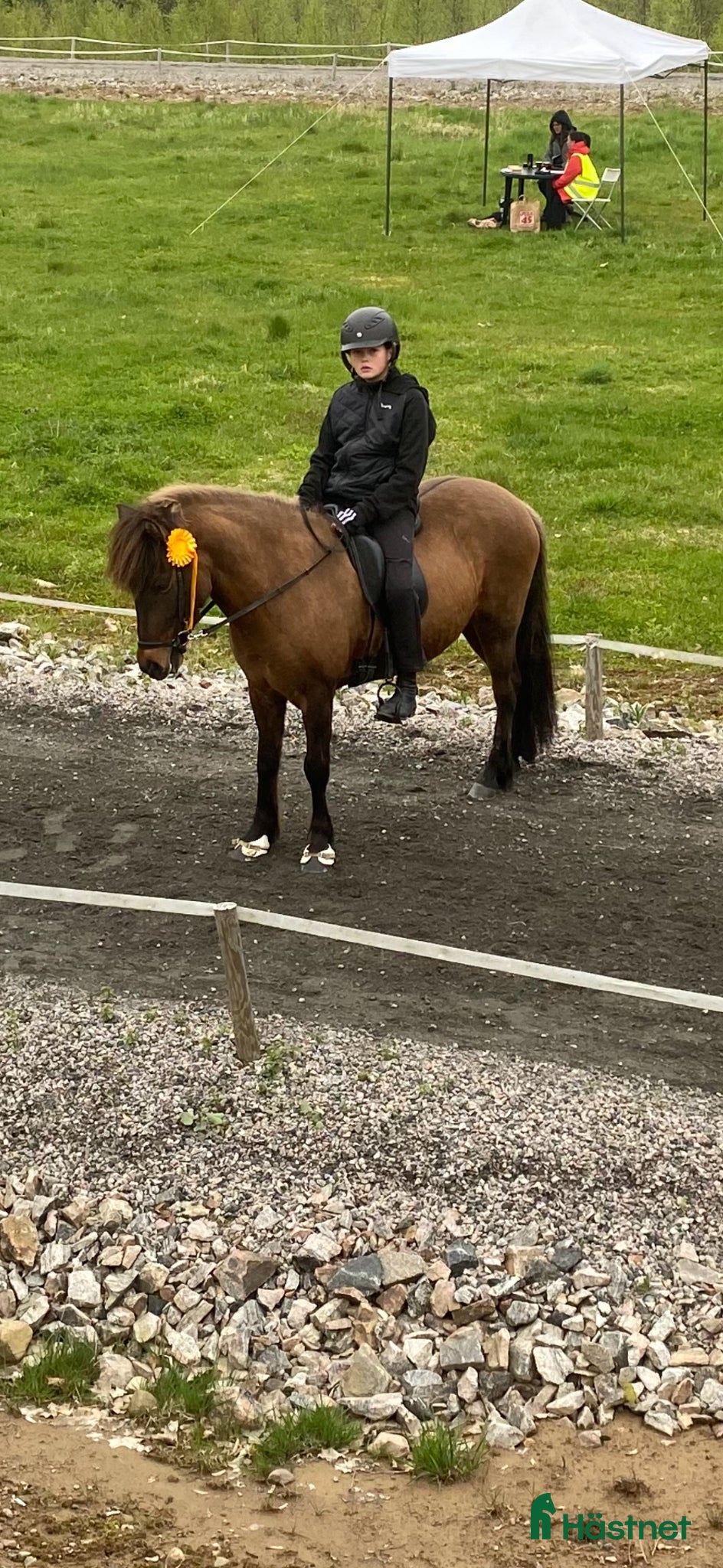  hästar 🌟Supertrygg och snäll islandshäst 🌟 - Annons 2