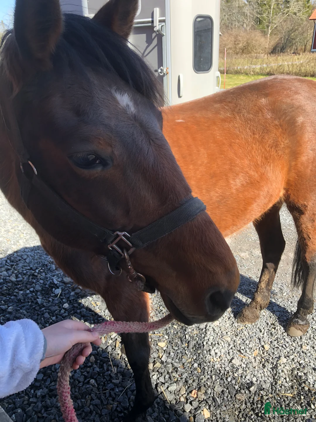 Övrigt hästar till salu: SMÅTT AKUT🌟Inriden travare🌟 - Annons 2