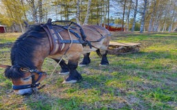 Körning hästar till salu: Fina Maximus, häst för körning! i Boden - Bild 5