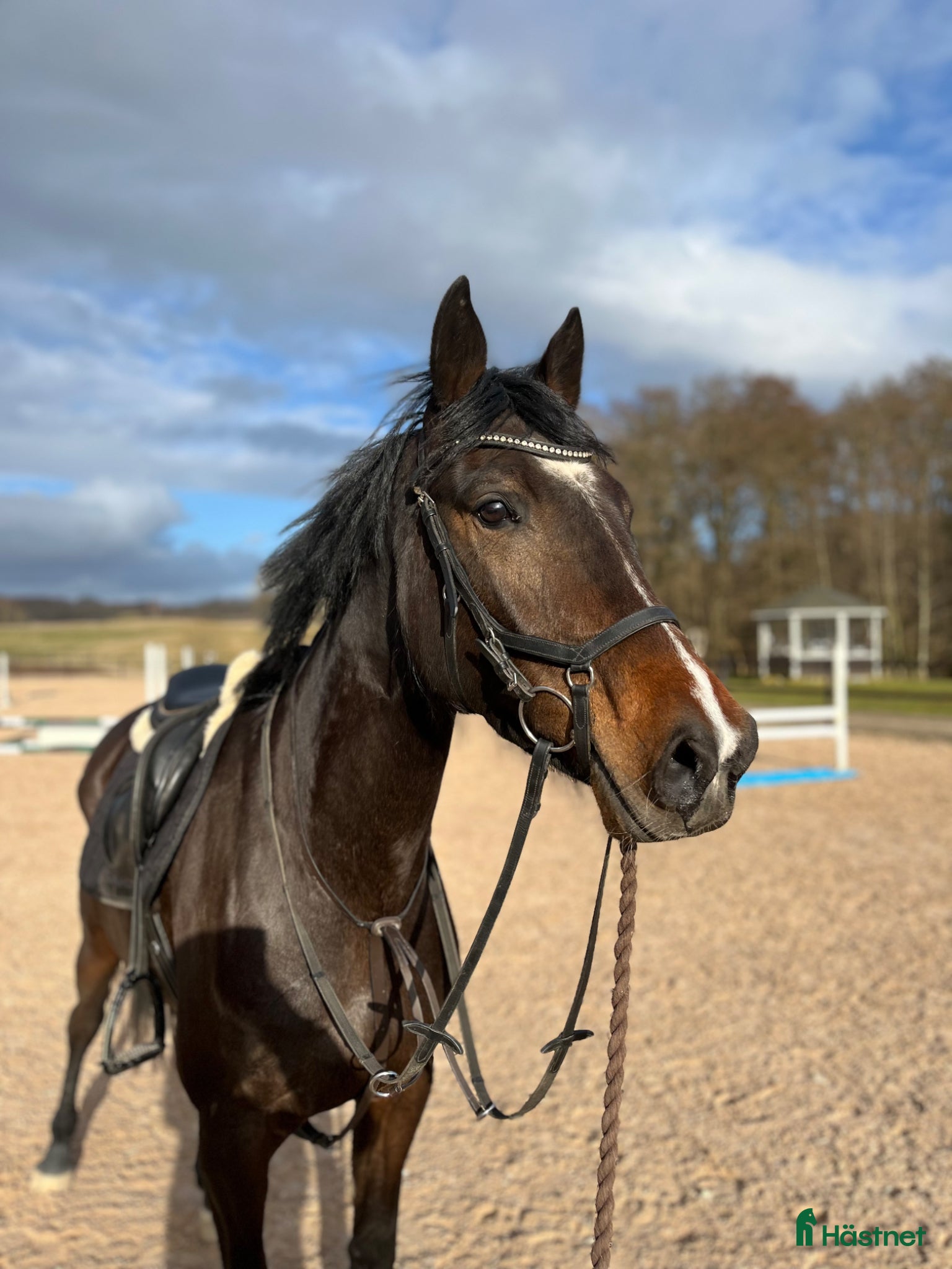  hästar Trevlig unghäst med framtiden för sig  - Annons 2