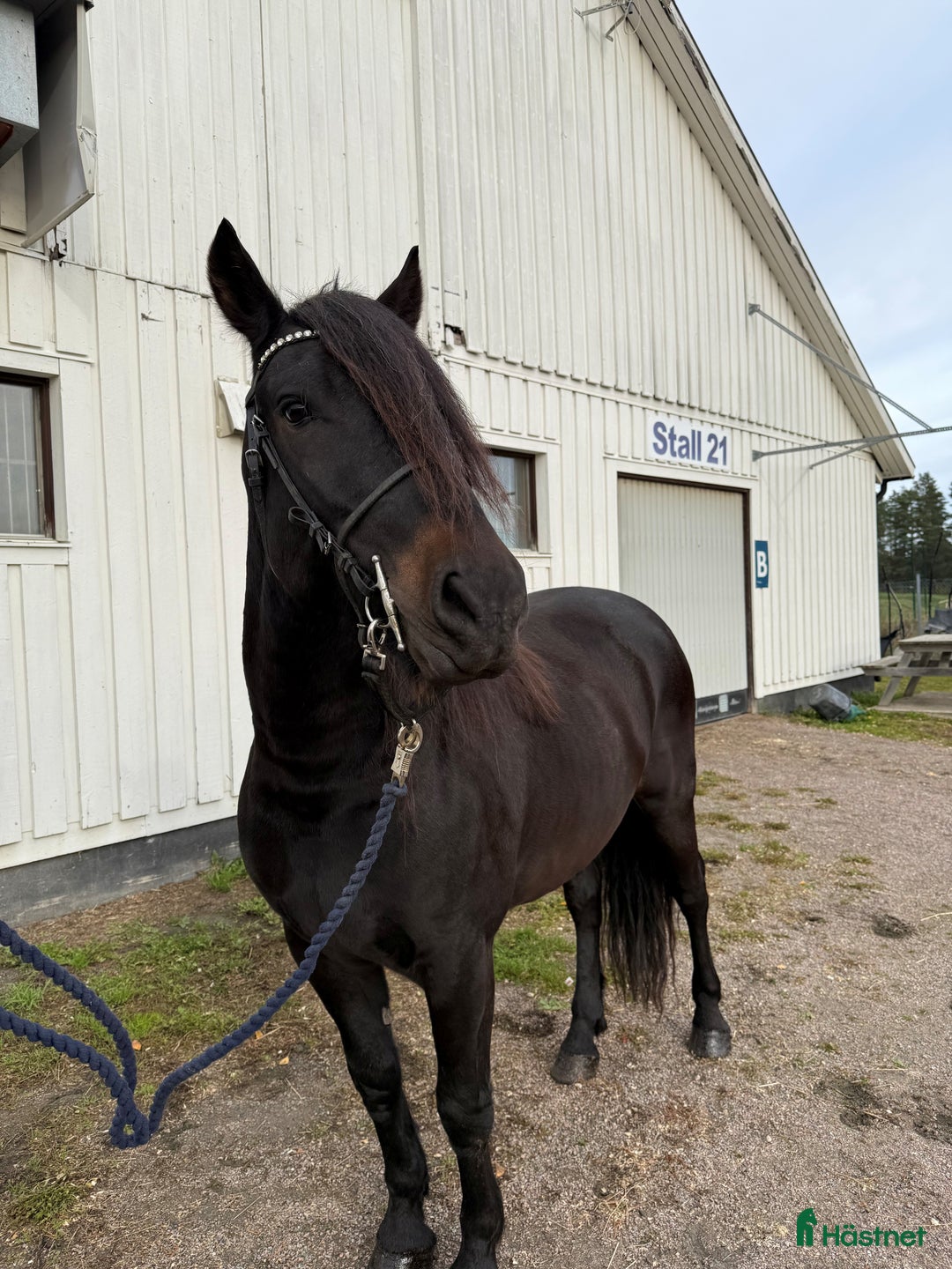 Allround hästar till salu: Loke söker kompis i Bollnäs - Annons 1