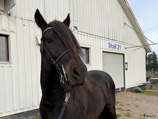 hästar Loke söker kompis i Bollnäs - Annons 20
