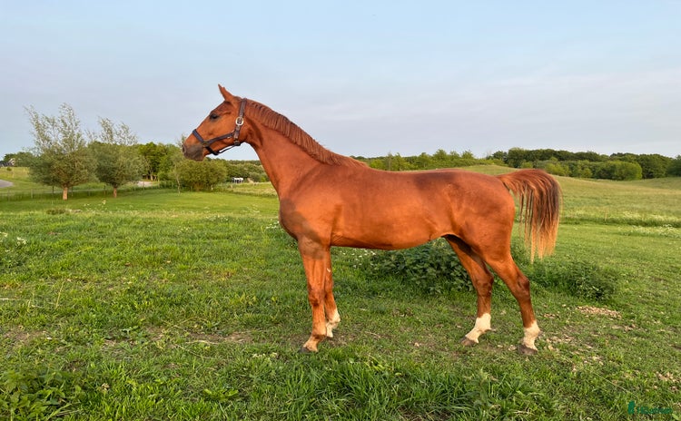  hästar i Skurup - Annons 15