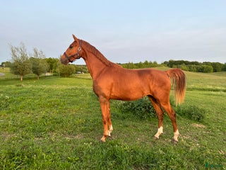 hästar Lovande unghäst med meriterade syskon i Skurup - Annons 10