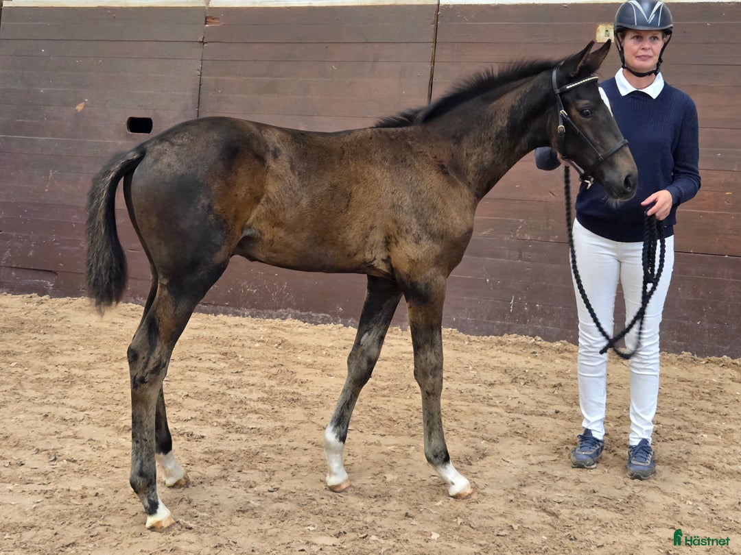Dressyr hästar till salu: Harry vinnare 83,9% i Köpingsvik - Annons 1