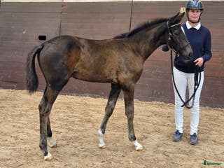 hästar Harry vinnare 83,9% i Köpingsvik - Annons 18