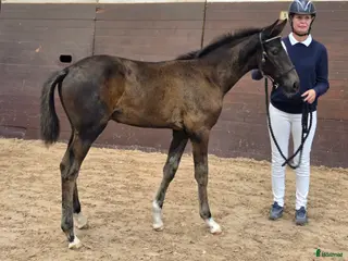 hästar Harry vinnare 83,9% i Köpingsvik - Annons 18