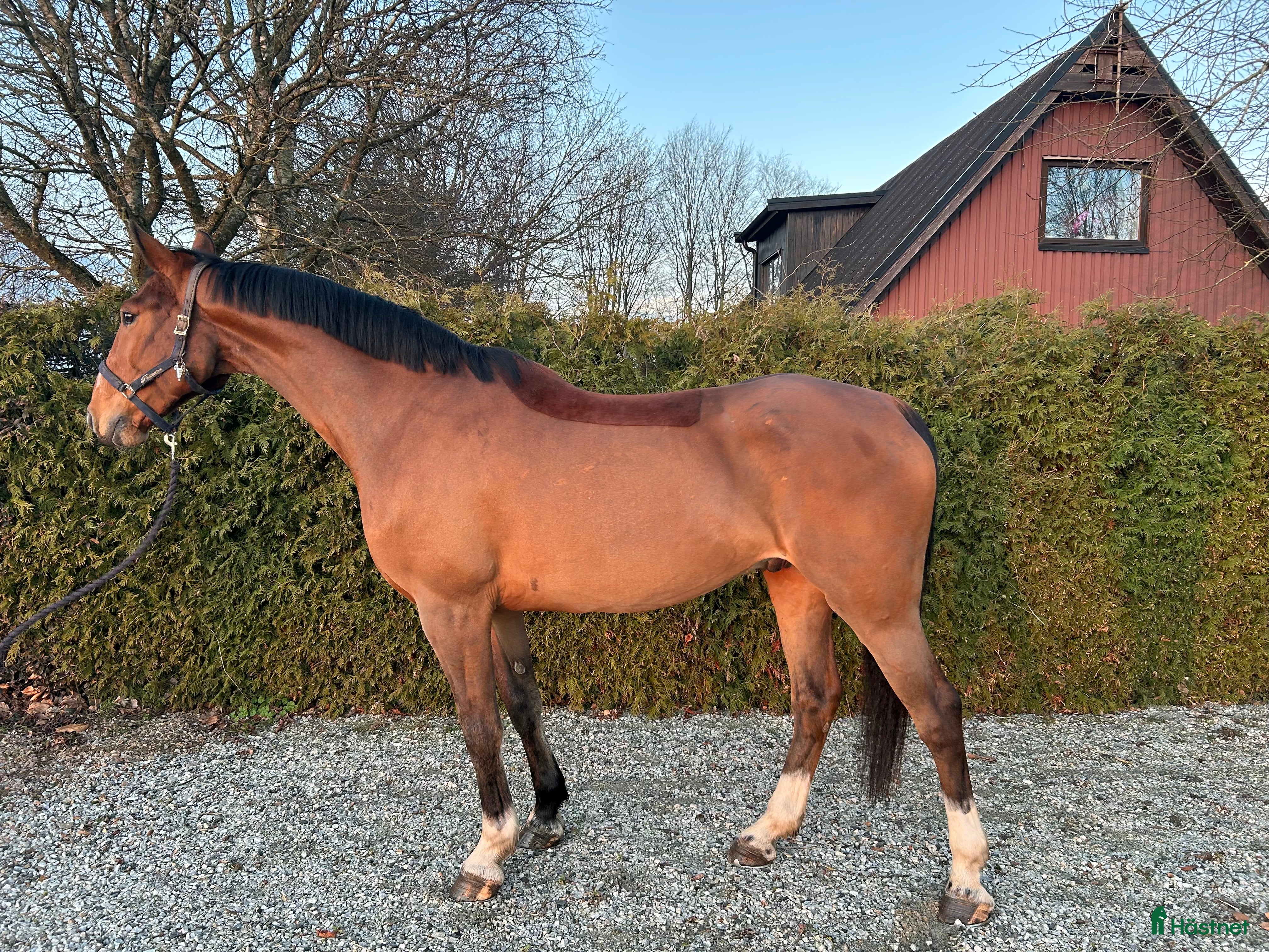  hästar SWB val för framtiden - Annons 2