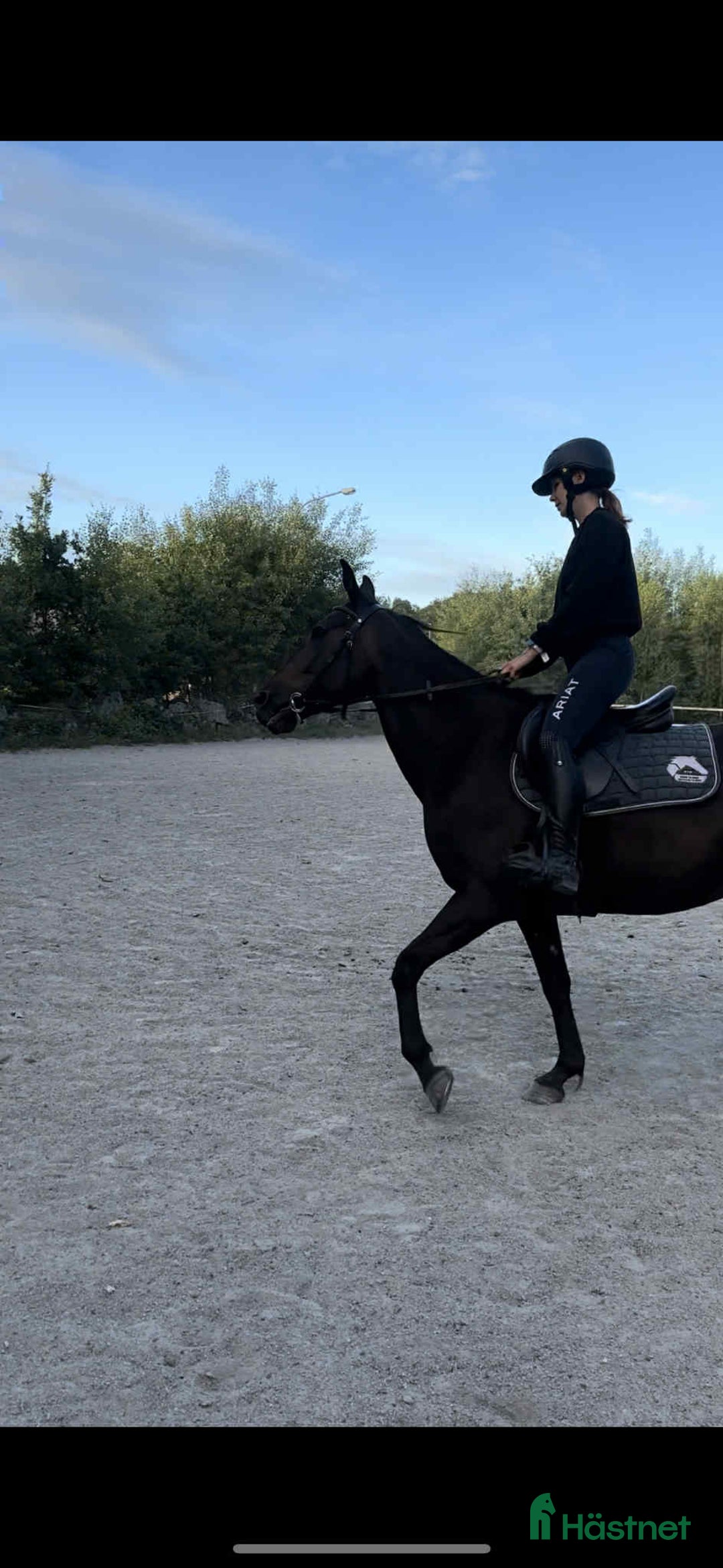 Allround hästar till salu: Mysig varmblodskille med stort hjärta. i Karlshamn - Annons 3