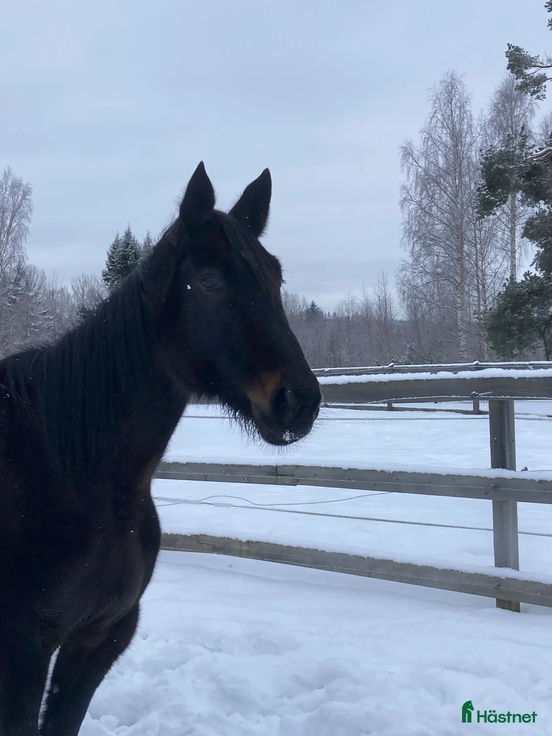 Trav hästar till salu: Varmblodsto för Avel i Borlänge - Annons 1