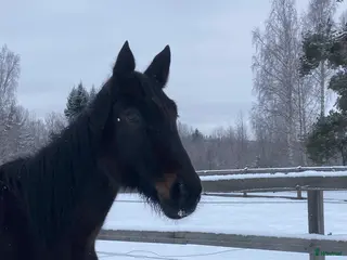 hästar Varmblodsto för Avel i Borlänge - Annons 8