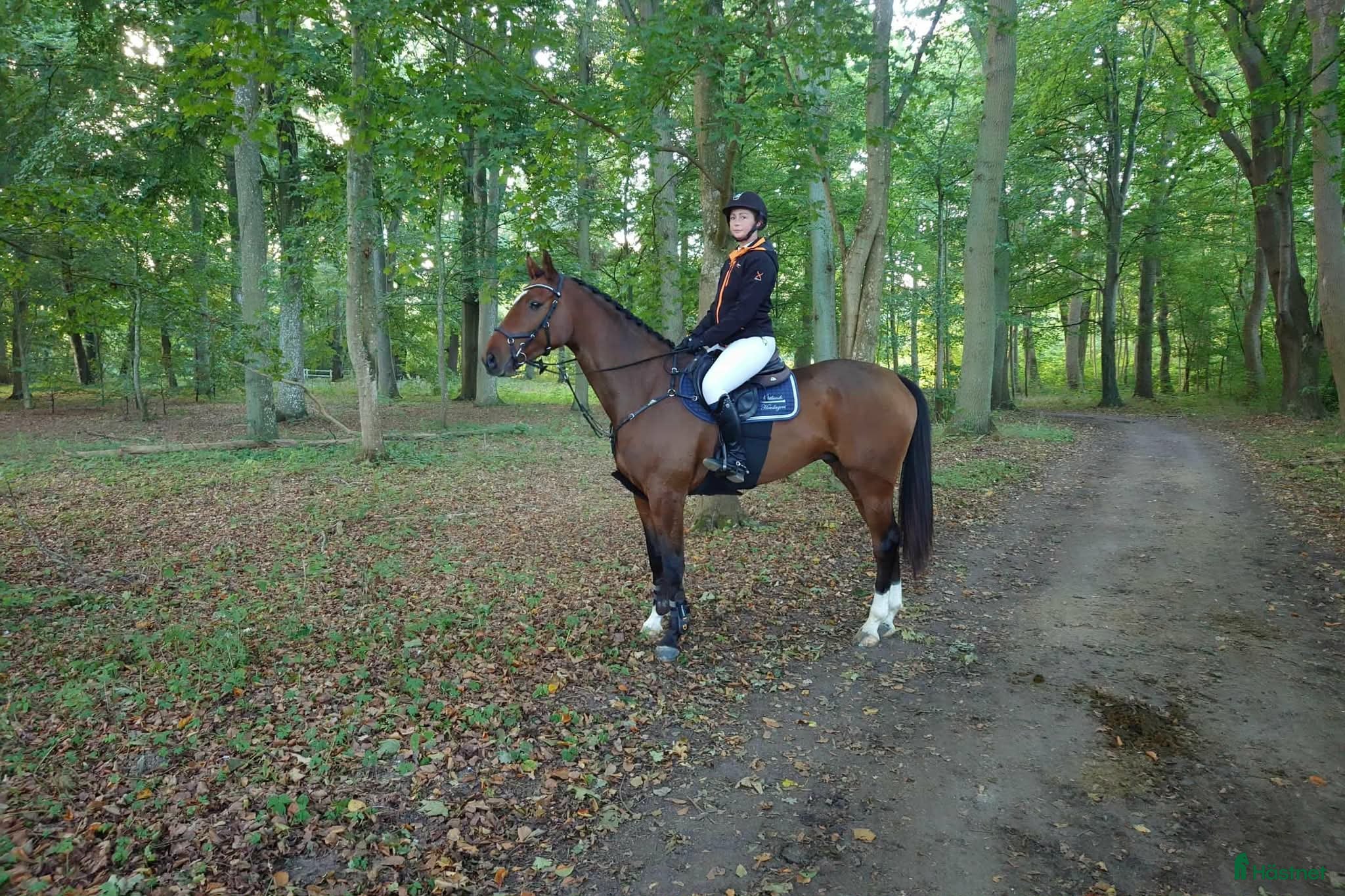  hästar Hopphäst med kapacitet och utstrålning! - Annons 3