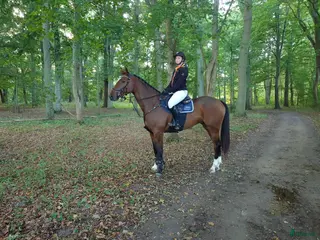 hästar Hopphäst med kapacitet och utstrålning! - Annons 4