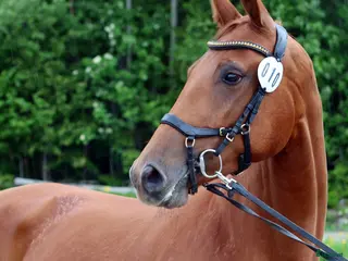 hästar Framtidsstjärna för satsande ryttare i Bergsjö - Annons 4