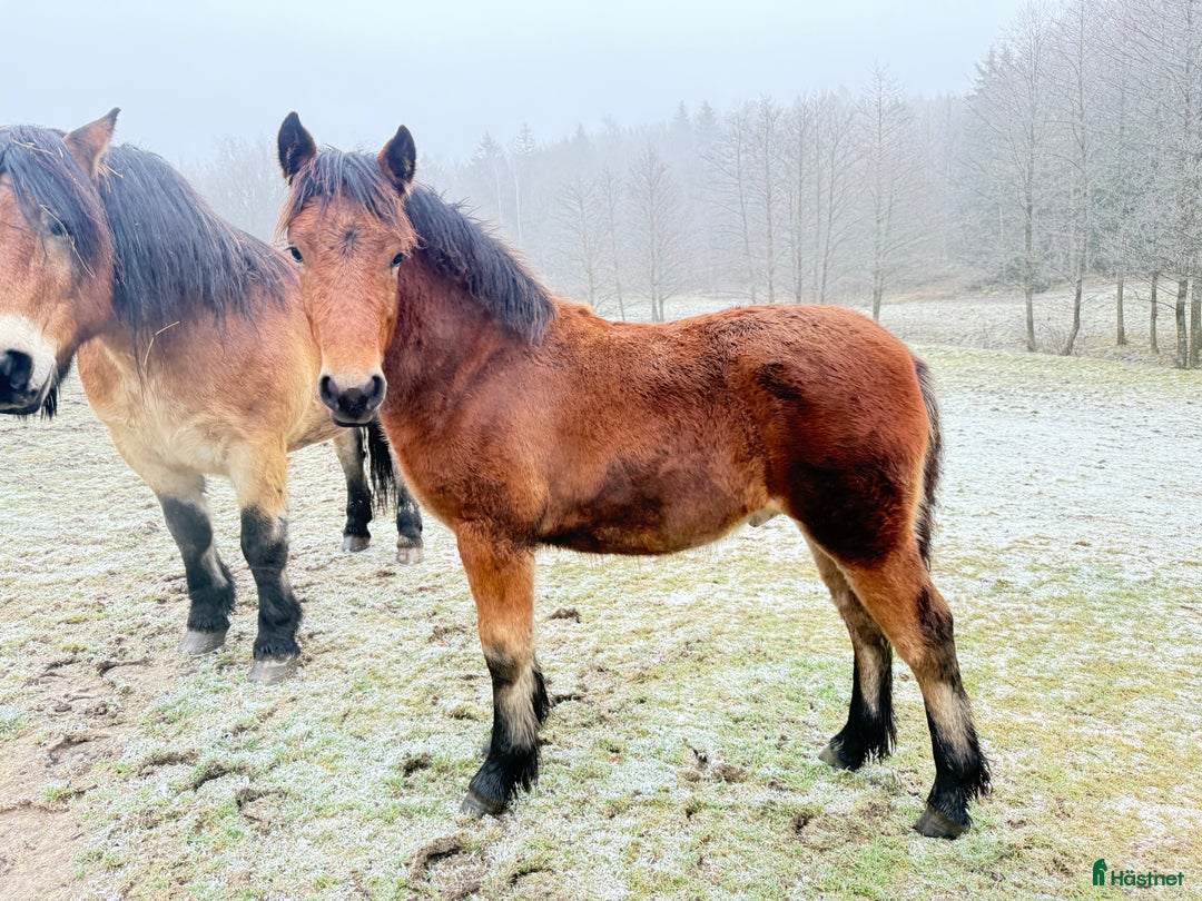 Körning hästar till salu: Dräktigt Elitsto samt Pigall 7 mån i Lilla Edet - Annons 5