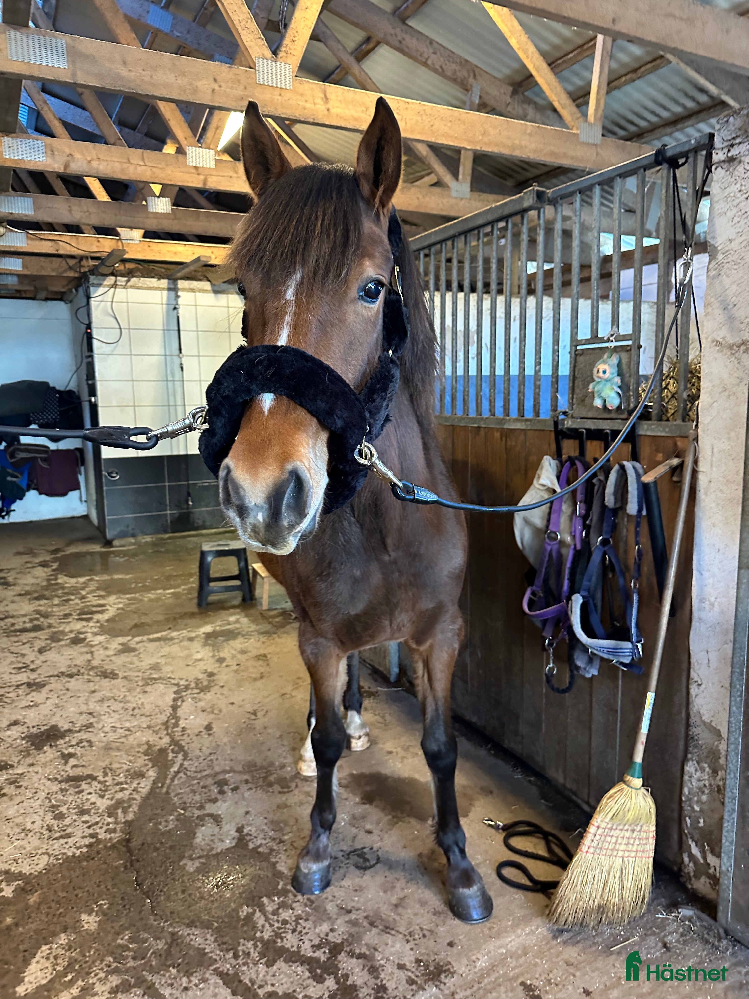  hästservice Söker hjälp till unghäst i billdal - Annons 1