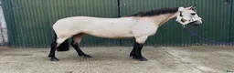 Allround hästar till salu: Beautiful Connemara mare! - Annons 17