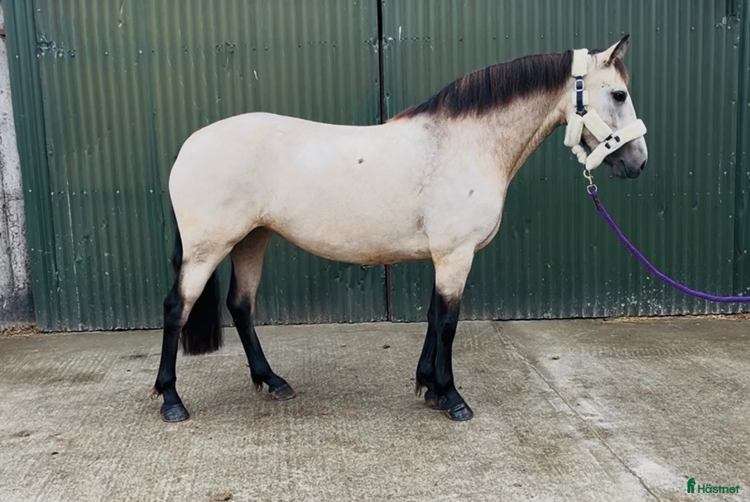 Allround hästar till salu: Beautiful Connemara mare! - Annons 17