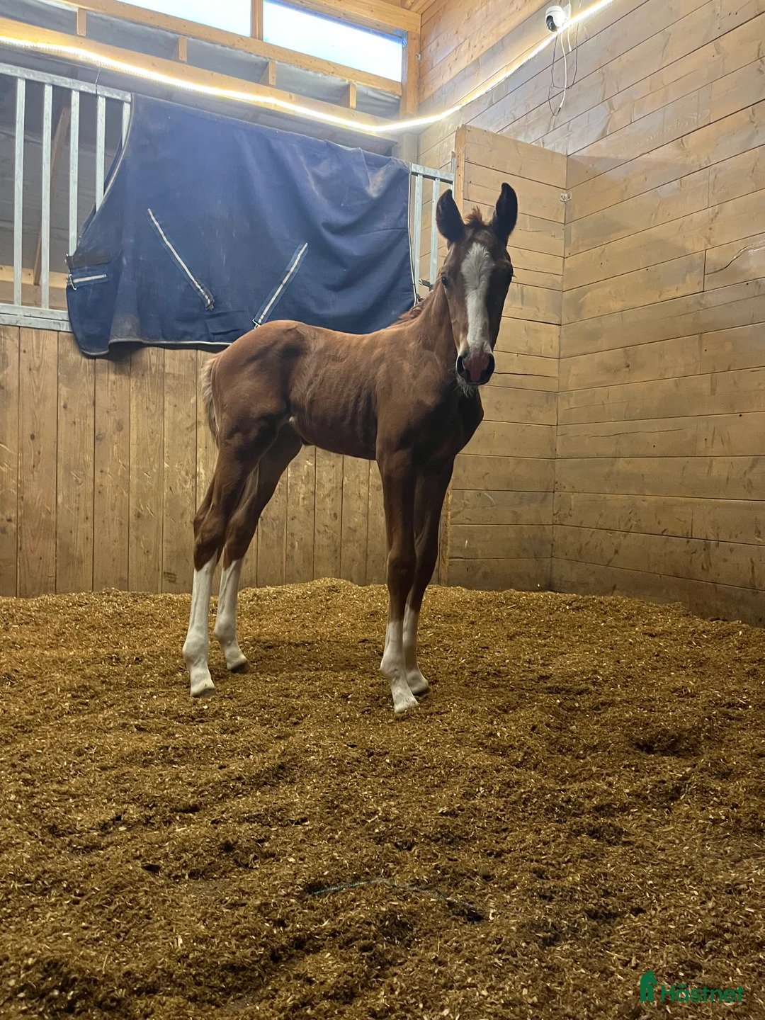 Dressyr hästar till salu: Føll til salgs - Annons 4