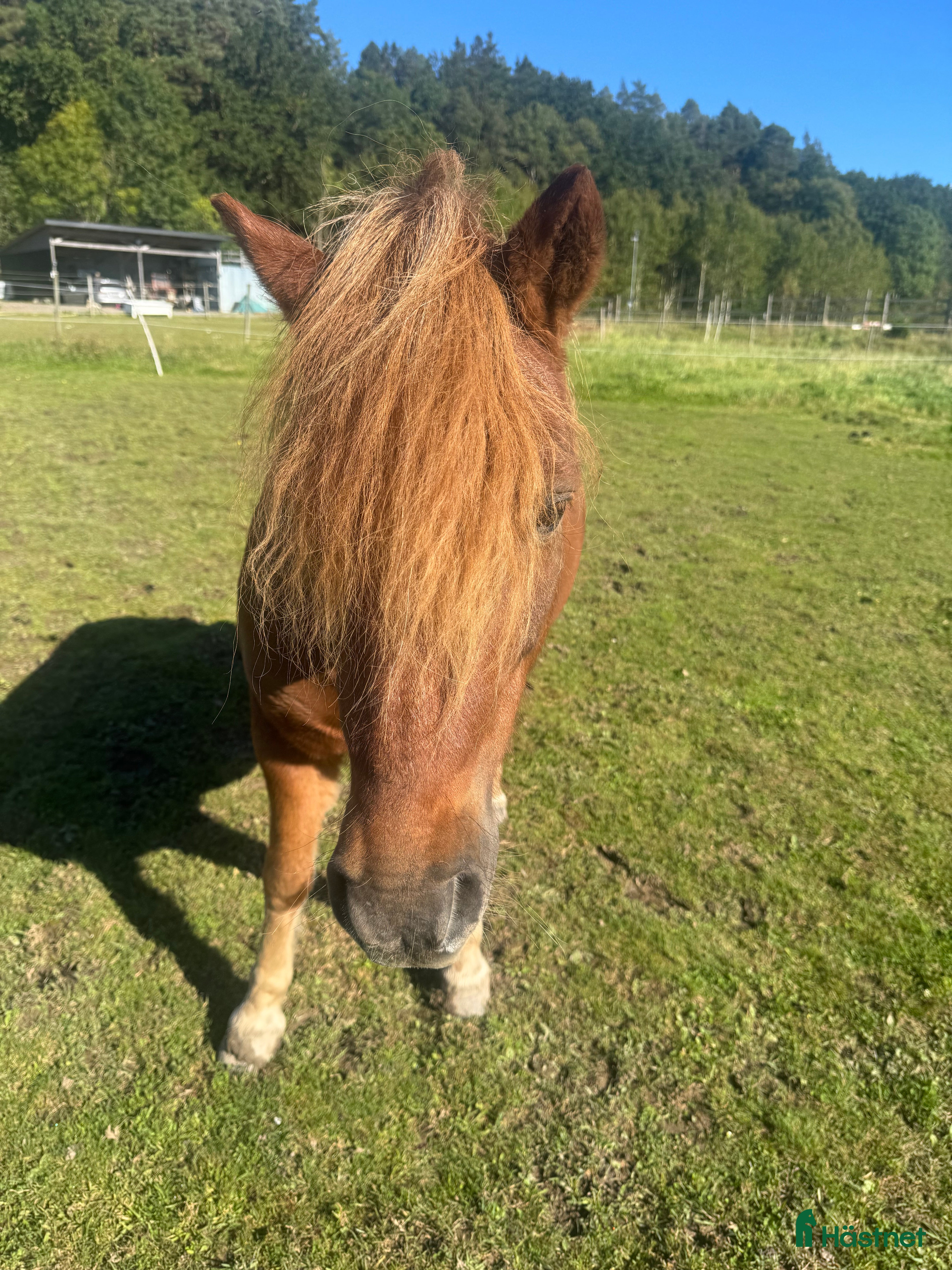  hästar Finaste  i Skepplanda - Annons 4