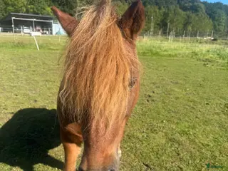 hästar Finaste i Skepplanda - Annons 2