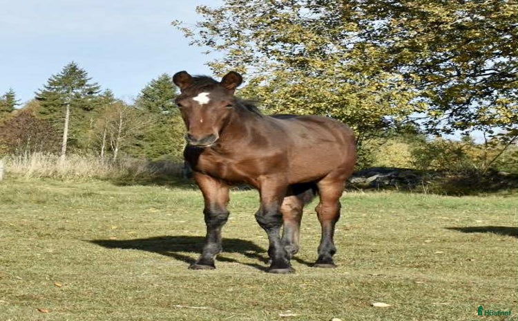  hästar i Blidsberg - Annons 2