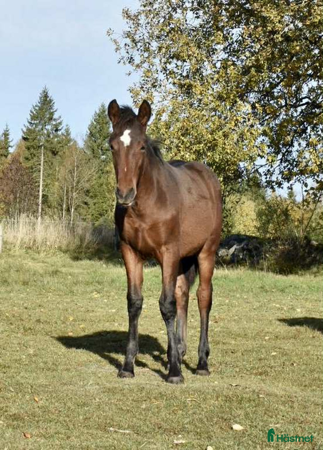 Allround hästar till salu: Hingstföl, korsning PRE och kallblodstravare i Blidsberg - Annons 2