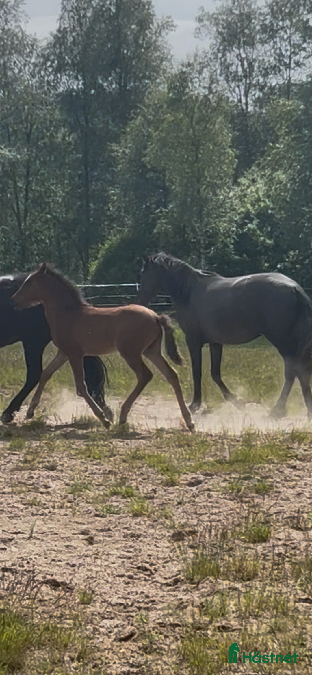 Allround hästar till salu: Svenskfödda kvalitetsston PRE och Perlino hingst  i Ullared - Bild 2
