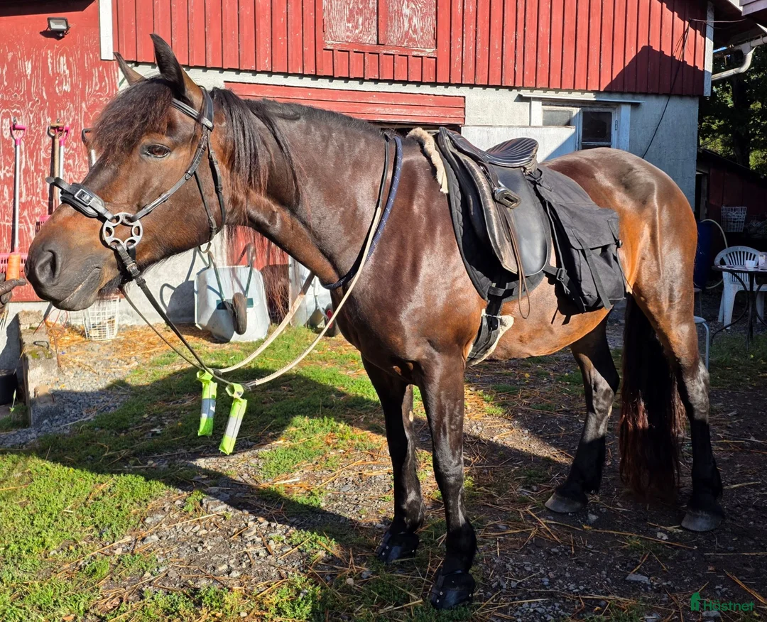  medryttarhäst finnes: Prinsessa 👸 - Annons 1
