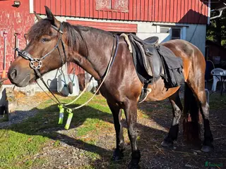 medryttarhäst finnes: Prinsessa 👸 - Annons 1