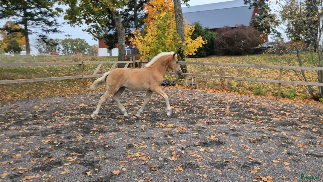 Allround hästar till salu: Snyggt haflinger hingstföl  - Annons 1