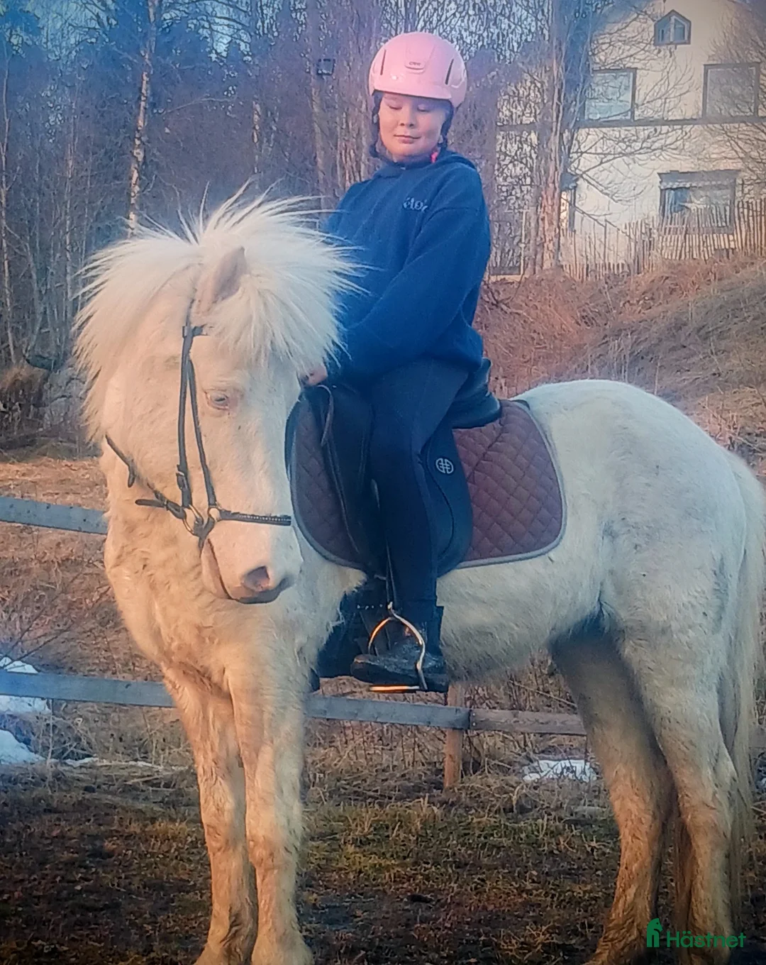 Island hästar till salu: Vackert och Lovande ungsto med fantastisk färg ❤️ - Annons 2